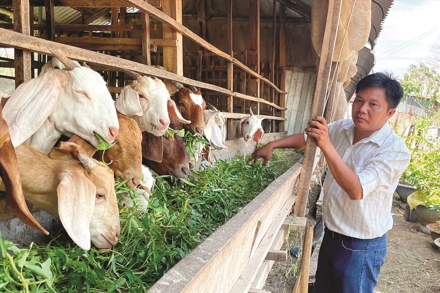 Đa dạng hóa sinh kế, giúp đồng bào Khmer thoát nghèo