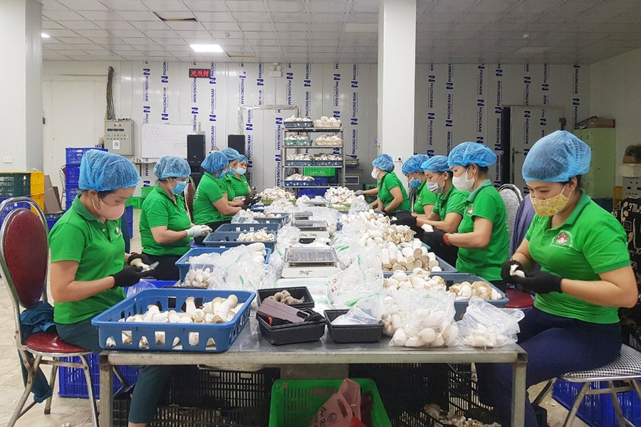 Phú Thọ: OCOP – Kích cầu nông sản, kết nối du lịch