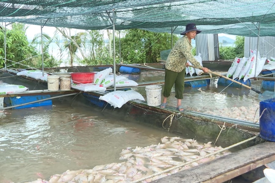 Hơn 1.000 tấn cá chết, người nuôi cá lồng khóc ròng