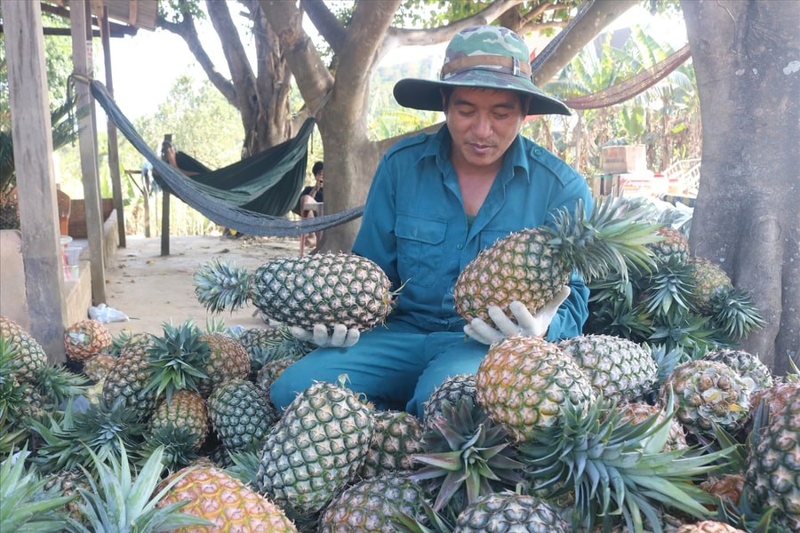 Từ vùng đất khô cằn đến vùng chuyên canh dứa trù phú