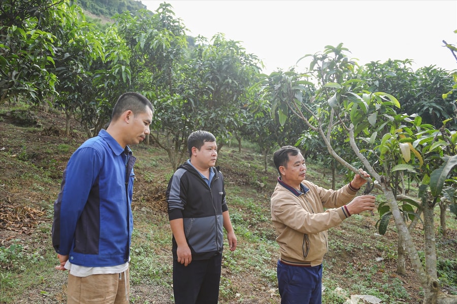 Chuyển đổi cây ăn quả hướng tới kinh tế bền vững vùng cao