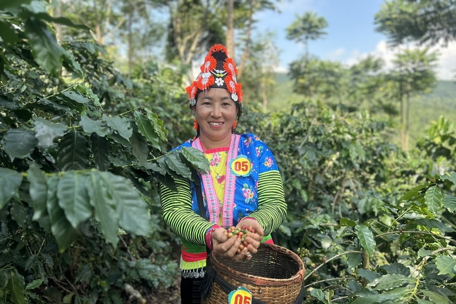 Arabica chín đỏ nơi núi đồi Tây Bắc