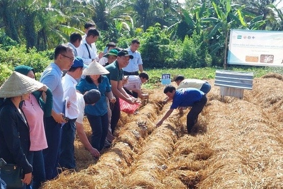 Rơm rạ sau mùa vụ, mở hướng kinh tế xanh tại Đồng bằng sông Cửu Long