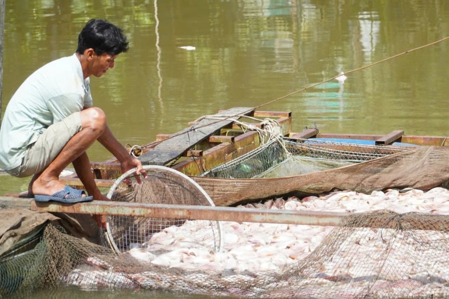 Cần Thơ: Nguyên nhân ban đầu khiến hàng chục tấn cá nuôi của người dân chết bất thường