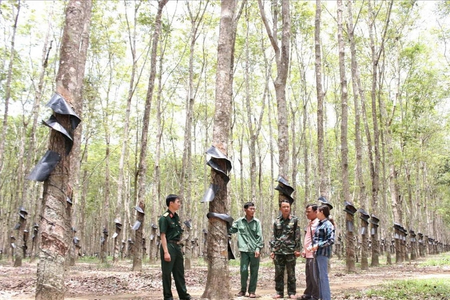 Hiệu quả mô hình “Gắn kết hộ” của đồng bào DTTS nơi biên giới