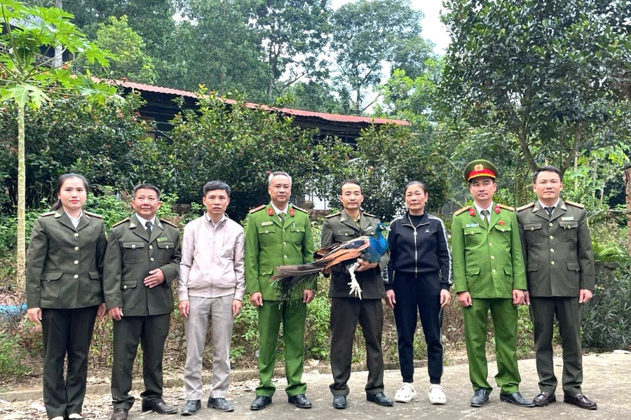 Thanh Hóa: Phát hiện 3 động vật quý hiếm, bàn giao cơ quan chức năng