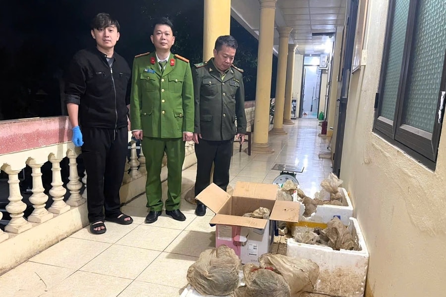 Phát hiện, cứu hộ thành công 12 cá thể tê tê Java đang bị đe dọa tuyệt chủng
