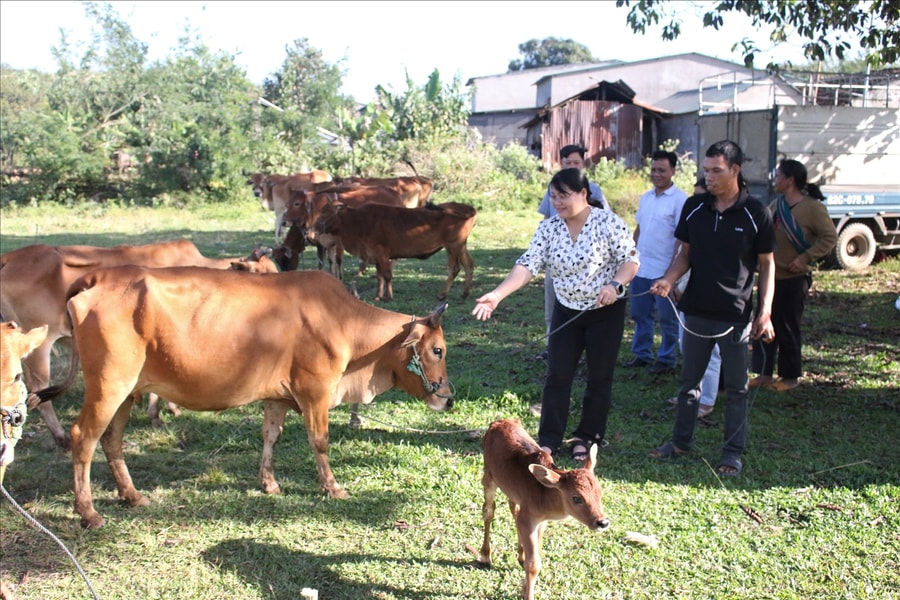Quảng Ngãi: Đồng bào DTTS xã Ya Ly trực tiếp đến cơ sở cung ứng để chọn bò giống sinh sản được hỗ trợ