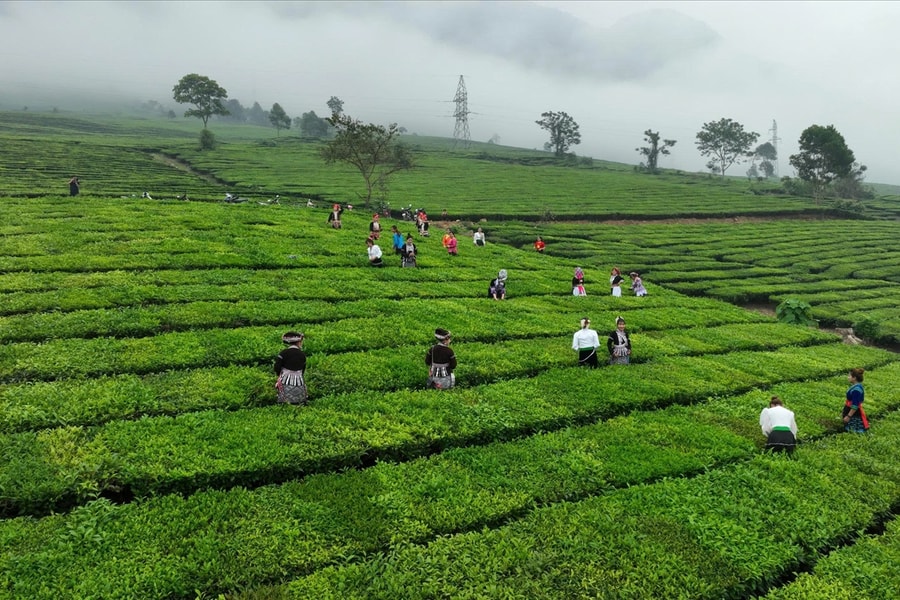 Nâng tầm giá trị chè Tân Uyên trong chuỗi xuất khẩu nông sản