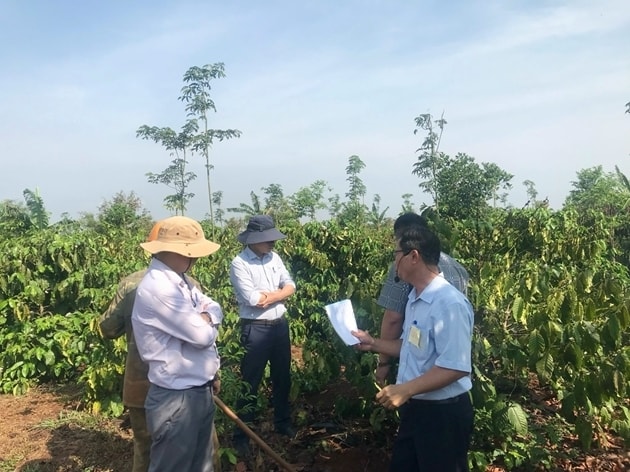 Gia Lai tổng kết mô hình sản xuất cà phê hữu cơ - Khẳng định hướng đi bền vững cho ngành cà phê
