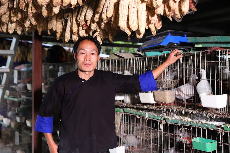 Chàng trai người Mông dùng nền tảng số để bán... bồ câu - Chuyện ở Dền Thàng