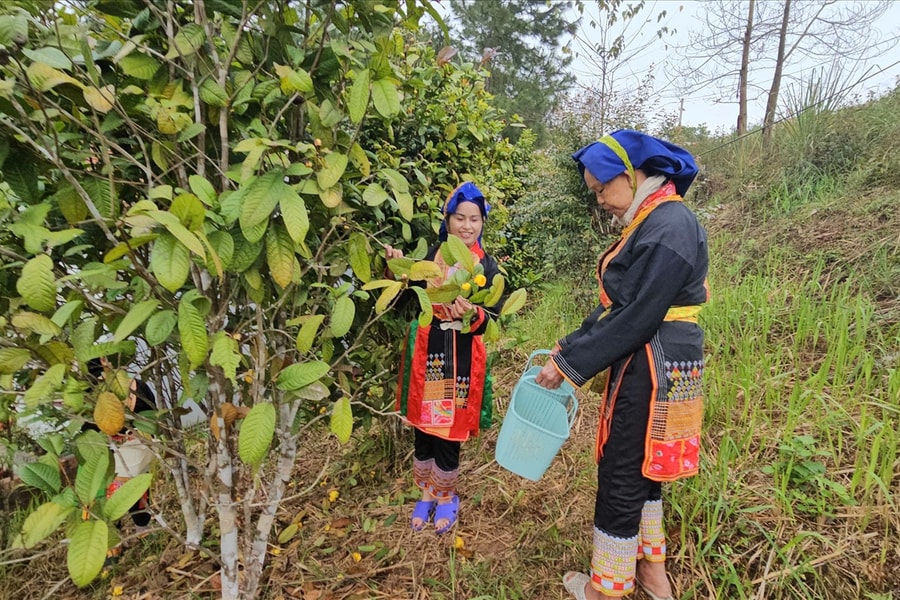 Trà hoa vàng bén rễ vùng cao, mở sinh kế bền vững cho đồng bào Dao