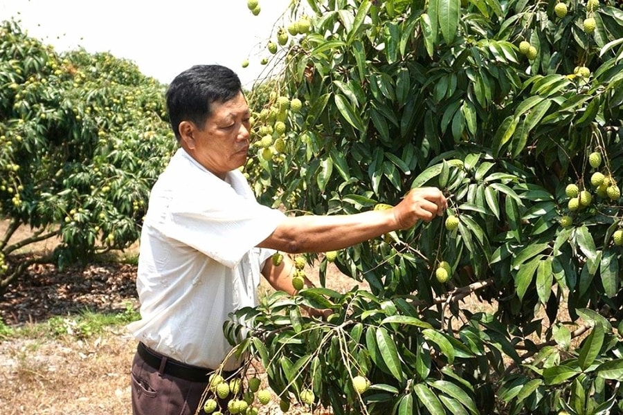 Phát triển sản xuất nông nghiệp tạo động lực xây dựng nông thôn mới ở Hòa Sơn