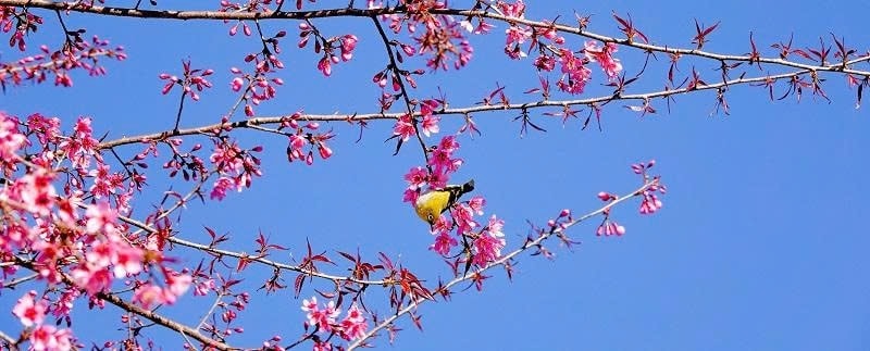 Sắp diễn ra Festival Khèn Mông và Lễ hội Hoa Tớ Dày chào Xuân 2026