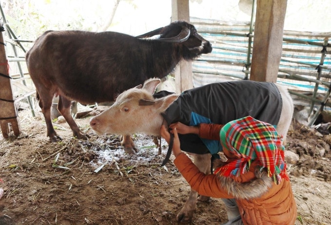 Các địa phương vùng cao tăng cường phòng, chống rét, bảo vệ sản xuất vụ Đông Xuân