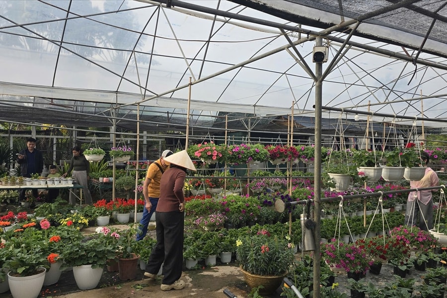Vùng hoa Hoành Bồ rộn ràng trước Tết