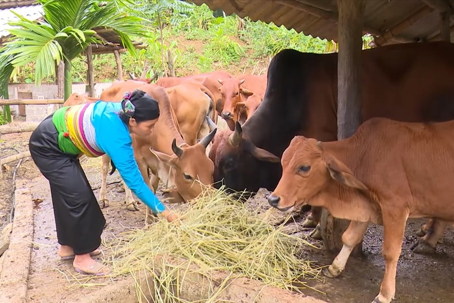 Thanh Hóa tăng cường bảo vệ "đầu cơ nghiệp" của người dân miền núi trước rét đậm, rét hại