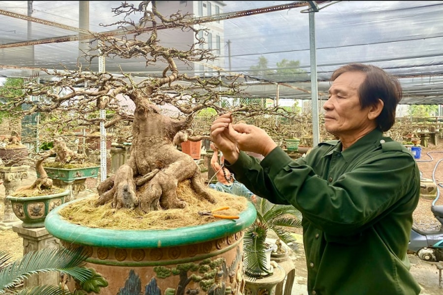 Những ngày giáp Tết ở “thủ phủ” mai vàng miền Trung