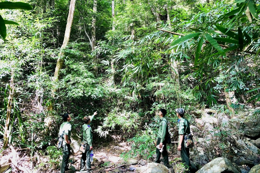 Những người “đón Tết" trong rừng