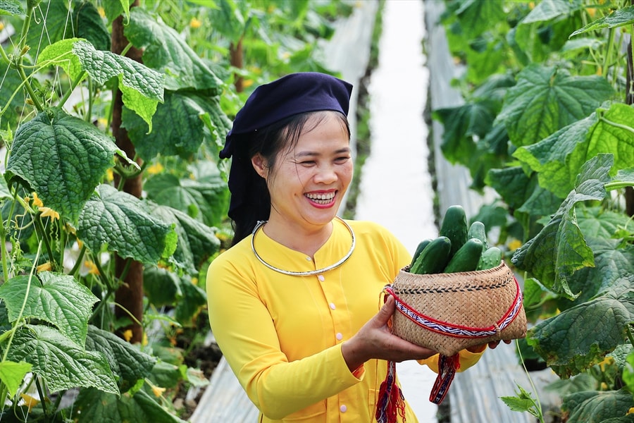 Khi cây dưa leo "bén rễ" trên đất Tày cổ Nghĩa Đô