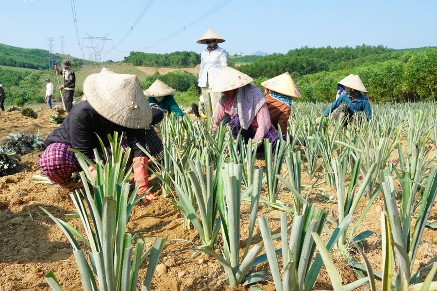 Thí điểm mô hình trồng dứa giúp đồng bào Hrê ở Sơn Hạ phát triển kinh tế