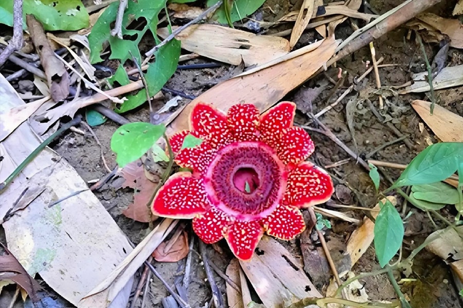 Loài hoa quý hiếm Địa nhãn Himalaya được phát hiện trong rừng Phong Nha - Kẻ Bàng