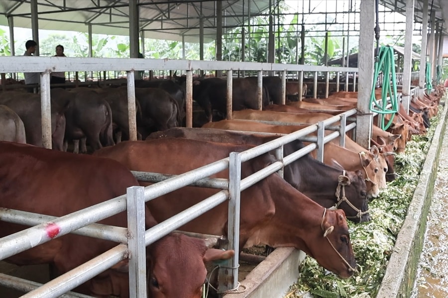 Nuôi trâu bán công nghiệp một nông dân kiếm được tiền tỉ
