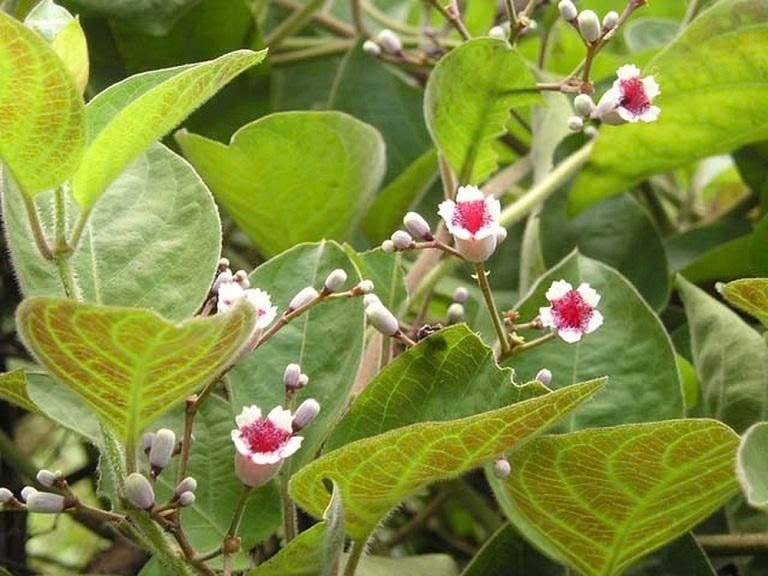 Mơ tam thể là vị thuốc chữa được nhiều bệnh theo y học cổ truyền
