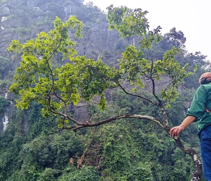 Thanh Hóa: Dẹp “cơn sốt” cây muội hồng