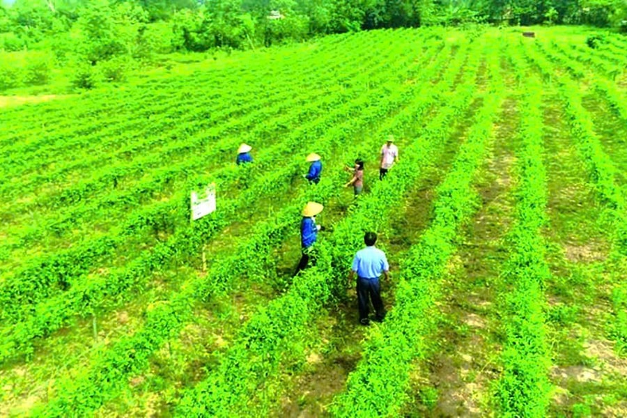 Khai thác "sức hút" từ phát triển dược liệu gắn với du lịch nghỉ dưỡng, chăm sóc sức khỏe