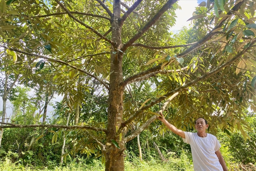 Nông dân vùng cao Đà Nẵng "bước qua lối mòn" tiếp cận với mô hình sinh kế mới
