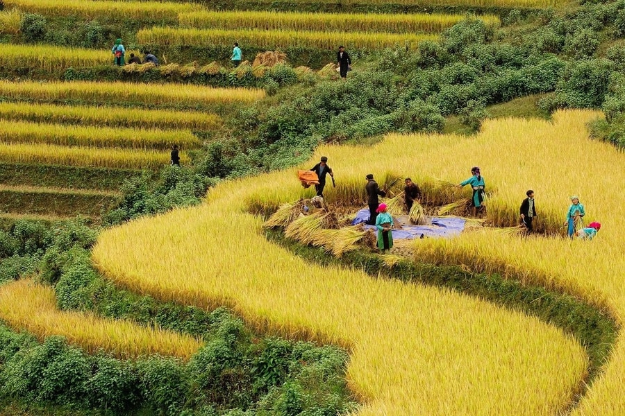 Nguyên tắc, tiêu chí, định mức phân bổ ngân sách Trung ương Chương trình MTQG giai đoạn 2026 - 2030
