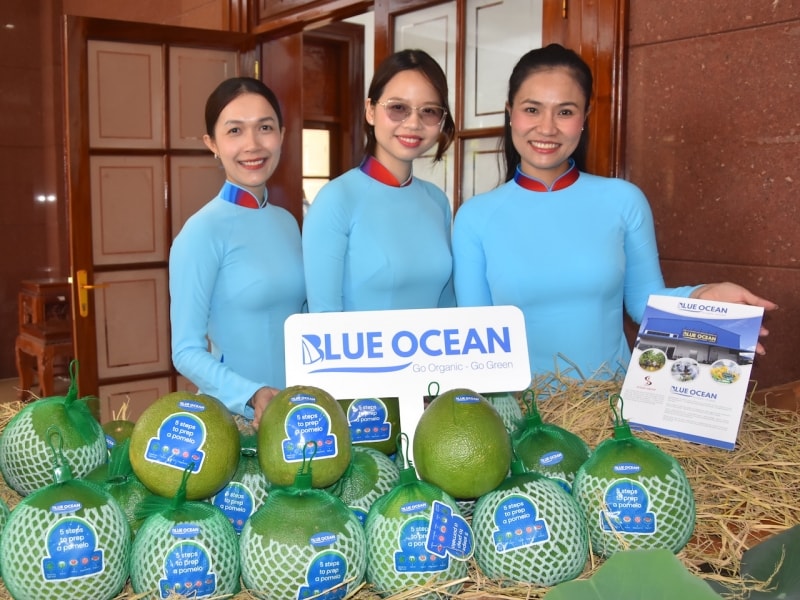 Bưởi Đồng Tháp chính thức xuất khẩu sang Australia: Bước ngoặt lớn cho nông sản Việt