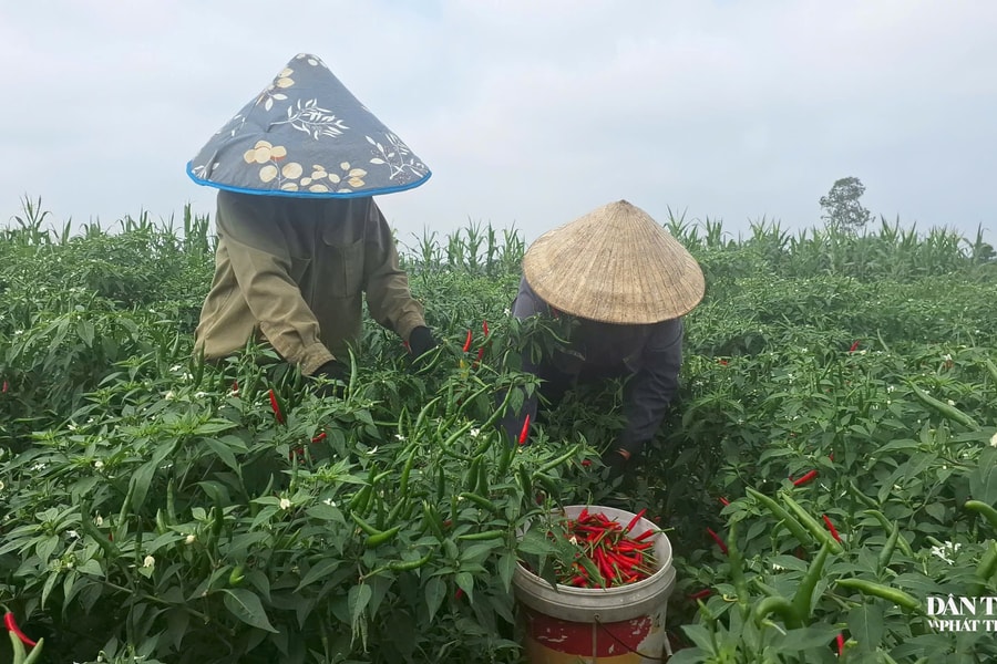 Ớt cay “được mùa - mất giá”