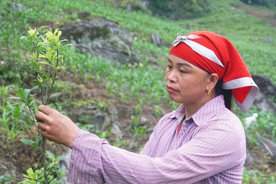 Chính sách dân tộc tạo lực đẩy để vùng cao chuyển mình