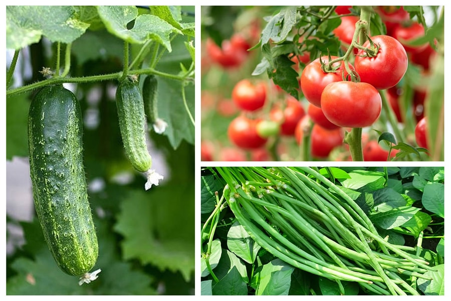Kỹ thuật trồng các loại rau ăn quả phổ biến tháng 5