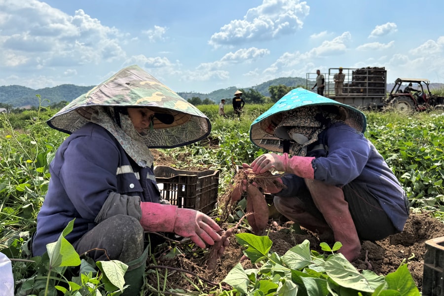 Khoai lang rớt giá mạnh, nông dân “đứng ngồi không yên”
