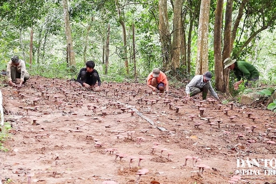 “Kho báu xanh” nơi đại ngàn Trường Sơn