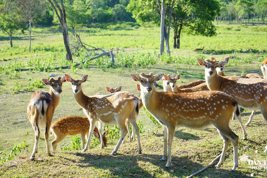 “Trạm chữa lành” của loài hươu sao