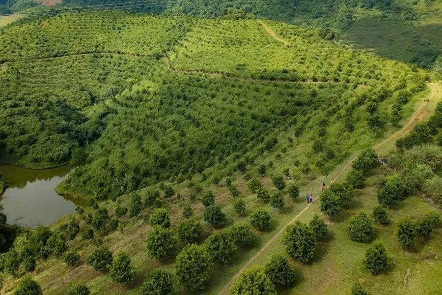 Cây trồng thử nghiệm đang hiện thực giấc mơ “thủ phủ mắc ca” ở vùng đất lịch sử