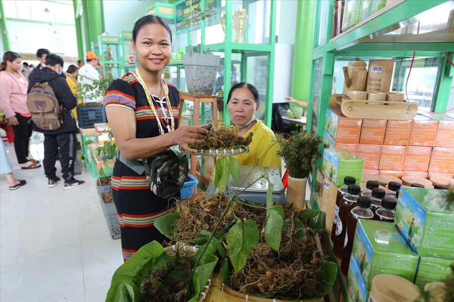 Sẽ mở sàn đấu giá sâm để gây quỹ hỗ trợ học sinh miền núi