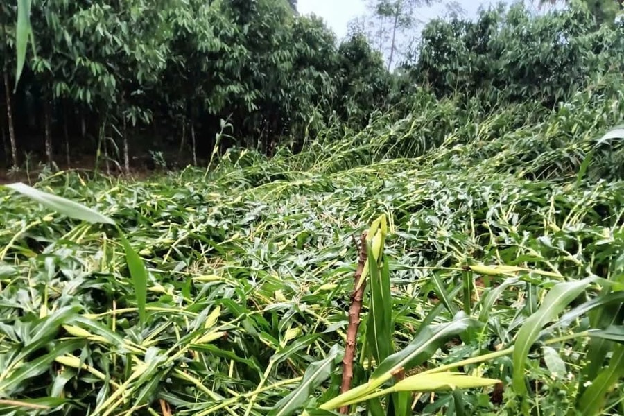 Nhiều nhà và hoa màu ở Lào Cai bị hư hỏng do dông lốc