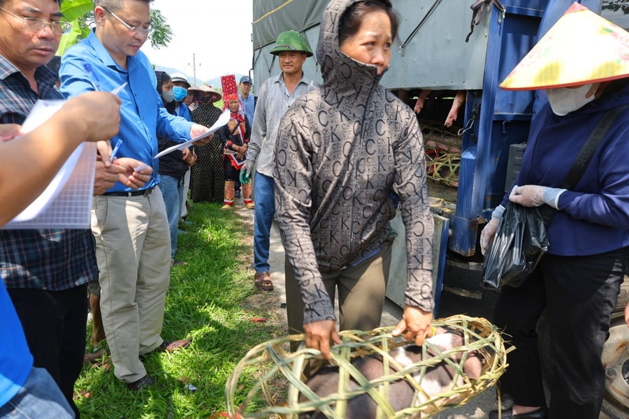 Hỗ trợ lợn giống cho hộ dân vùng biên phát triển kinh tế