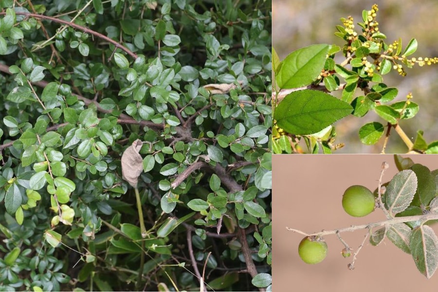 Canh châu – vị thuốc quý từ thiên nhiên