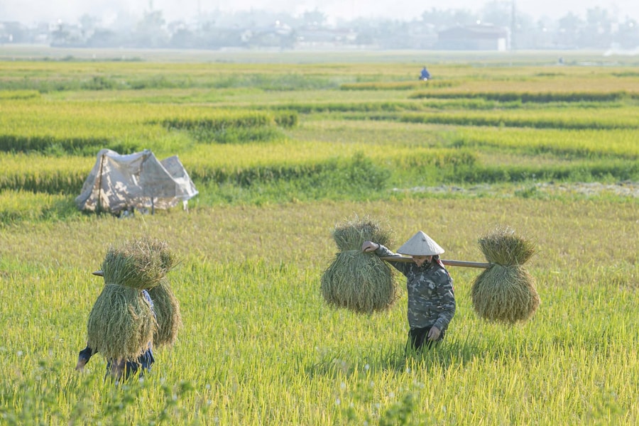 Mùa vàng trên cánh đồng Mường Thanh