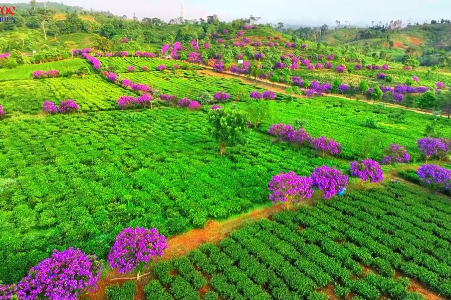 [Short Video] Tím lịm sắc hoa mua giữa đồi chè Kon Plông