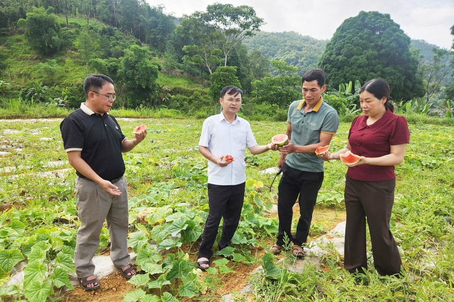 Trồng dưa hấu, đồng bào vùng cao thu nhập gấp nhiều lần trồng lúa
