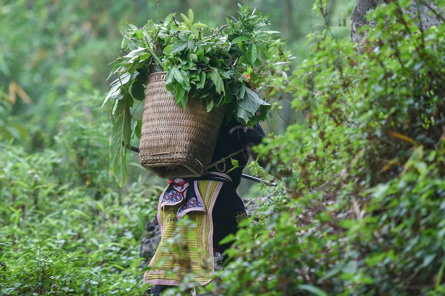 Thuốc lá tắm của người Dao đỏ trở thành sản phẩm du lịch đặc hữu