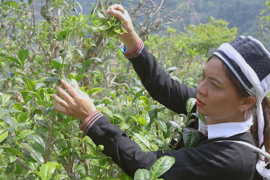[Video] Đánh thức giá trị chè Shan tuyết - Hành trình đổi thay từ cộng đồng