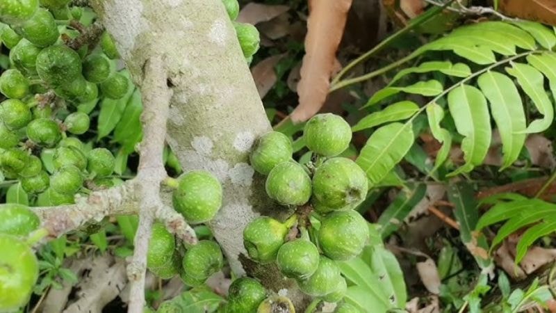 Cây ngái – Vị thuốc dân gian quý trong nhiều bài thuốc chữa bệnh